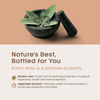 Living Essential Mullein Leaf Extract for Lungs - Organic Mullein Drops - Natural Lung Detox & Support - Mullein Tincture for Coughing Relief - Wild Mullein Liquid Extract - 420,000 mg Concentration